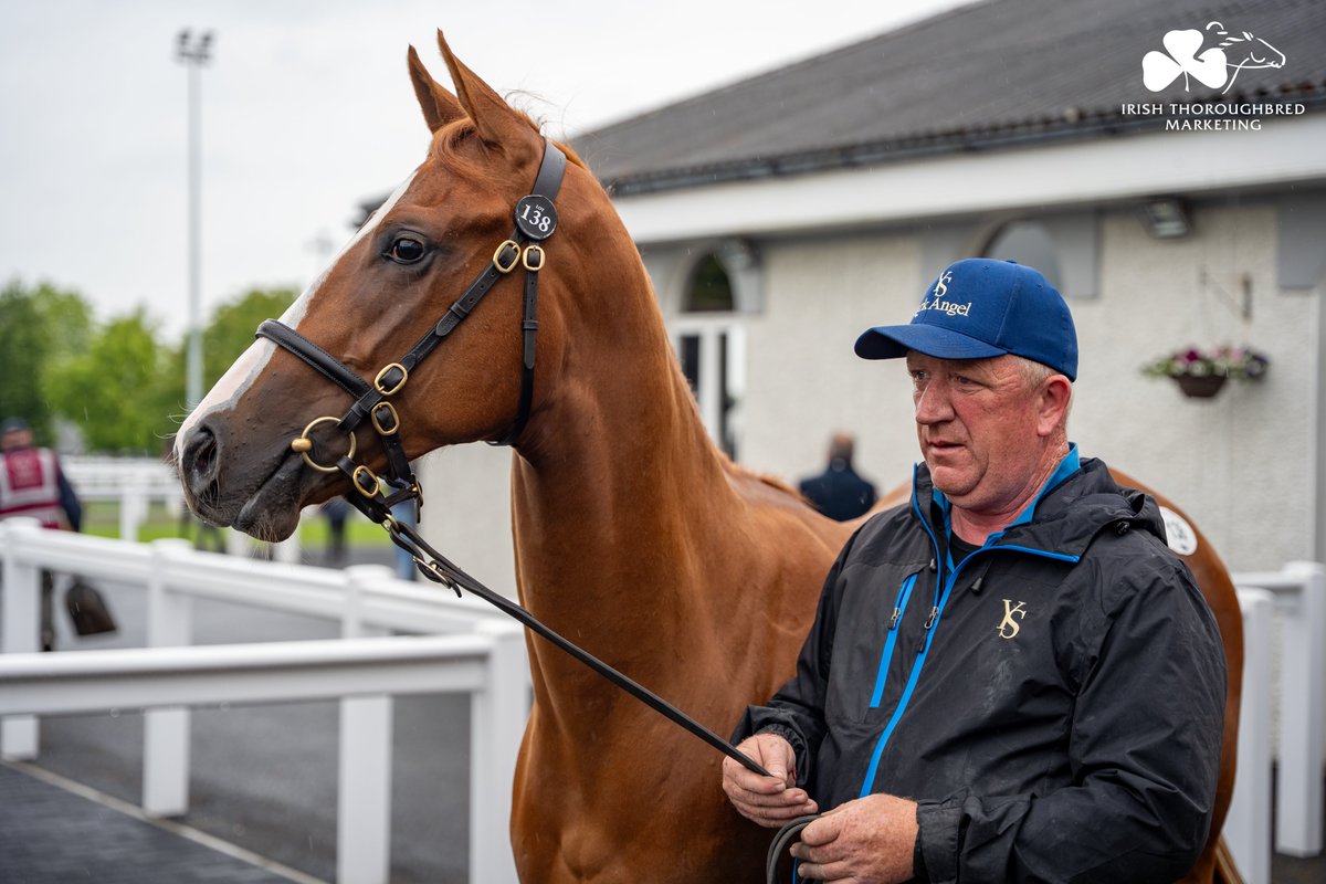 ITM (@irethoroughbred) on Twitter photo Record price for a <a href="/BrzUps/">Breeze Up Sales</a> horse in Ireland!
Lot 1⃣3⃣8⃣ from <a href="/YeomanstownStud/">Yeomanstown Stud</a> at <a href="/Tattersalls_ie/">Tattersalls Ireland</a> Breeze-Up sells to Anthony Stroud for €580,000. Colt by <a href="/DarleyEurope/">Darley in Europe</a> Night Of Thunder (IRE) is out of German Listed scorer MAMBO LIGHT & is a sibling to two stakes winners. 💫 Record price for a <a href="/BrzUps/">Breeze Up Sales</a> horse in Ireland!
Lot 1⃣3⃣8⃣ from <a href="/YeomanstownStud/">Yeomanstown Stud</a> at <a href="/Tattersalls_ie/">Tattersalls Ireland</a> Breeze-Up sells to Anthony Stroud for €580,000. Colt by <a href="/DarleyEurope/">Darley in Europe</a> Night Of Thunder (IRE) is out of German Listed scorer MAMBO LIGHT & is a sibling to two stakes winners. 💫