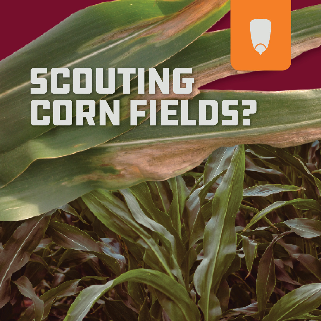 🌽 Scouting corn fields? What are you seeing out there in your area? Comment below! Our agronomy team’s watching for Goss's wilt, tar spot, rootworm, and more. #BrevantSeeds #FieldScouting #AgronomyTalk