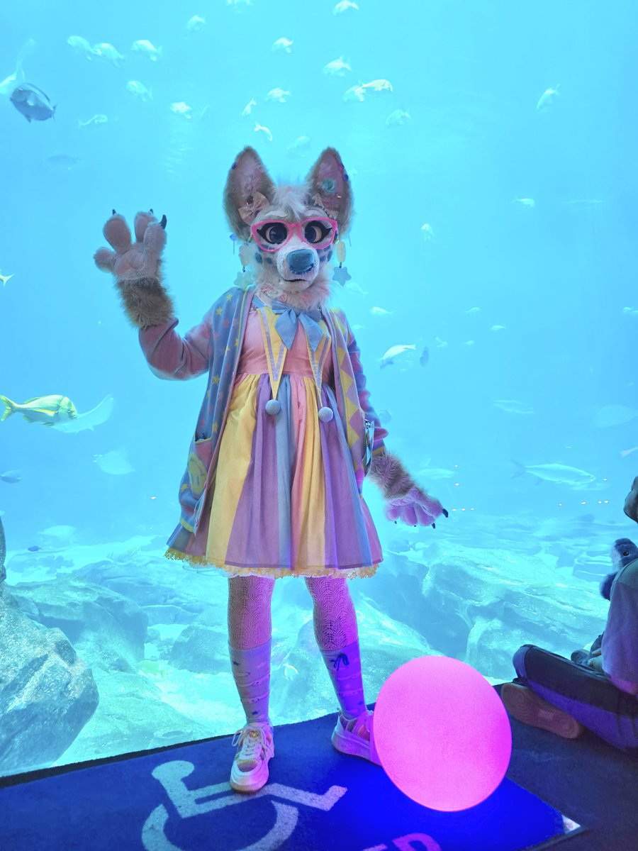 My adventure to the Georgia aquarium was a magical one such a beautiful chance to see all our aquatic friends. Happy Fursuit Friday🩵🐟🪼 
#ccthecorgi #georgiaaquarium #Fwa #FWA2025 #furryweekendatlanta #furry #fursuit #furryfandom #aquarium #fursuitfriday