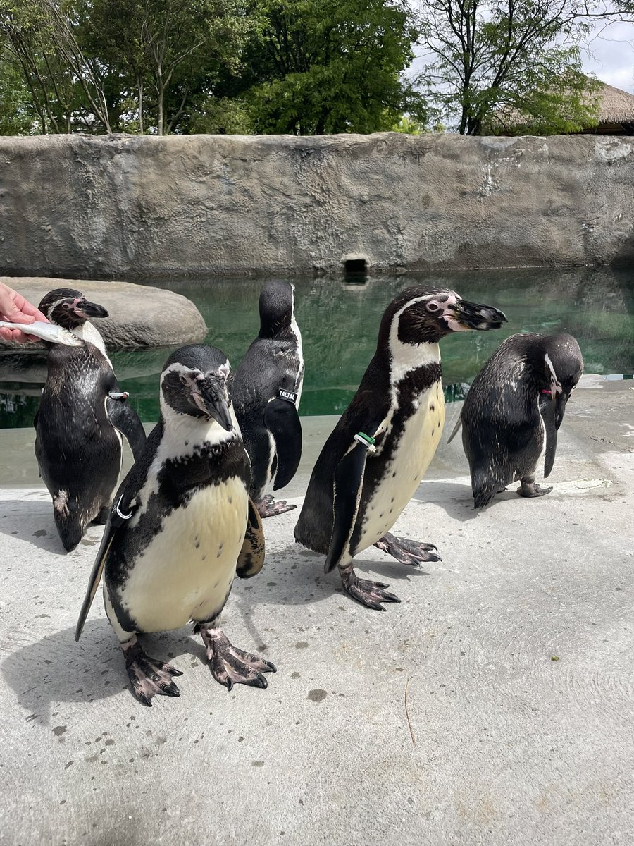 Sophia Szabo tweet media