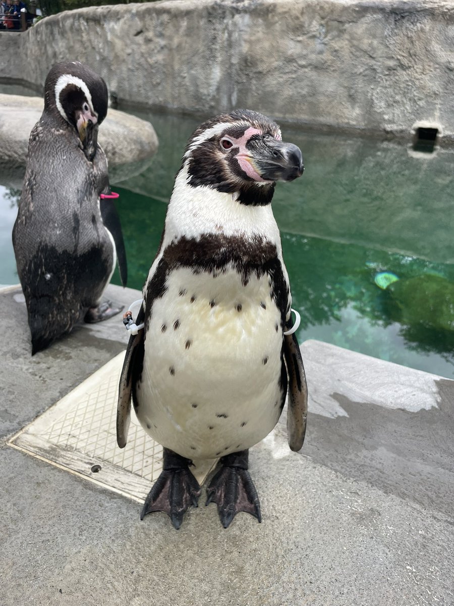 Sophia Szabo tweet media