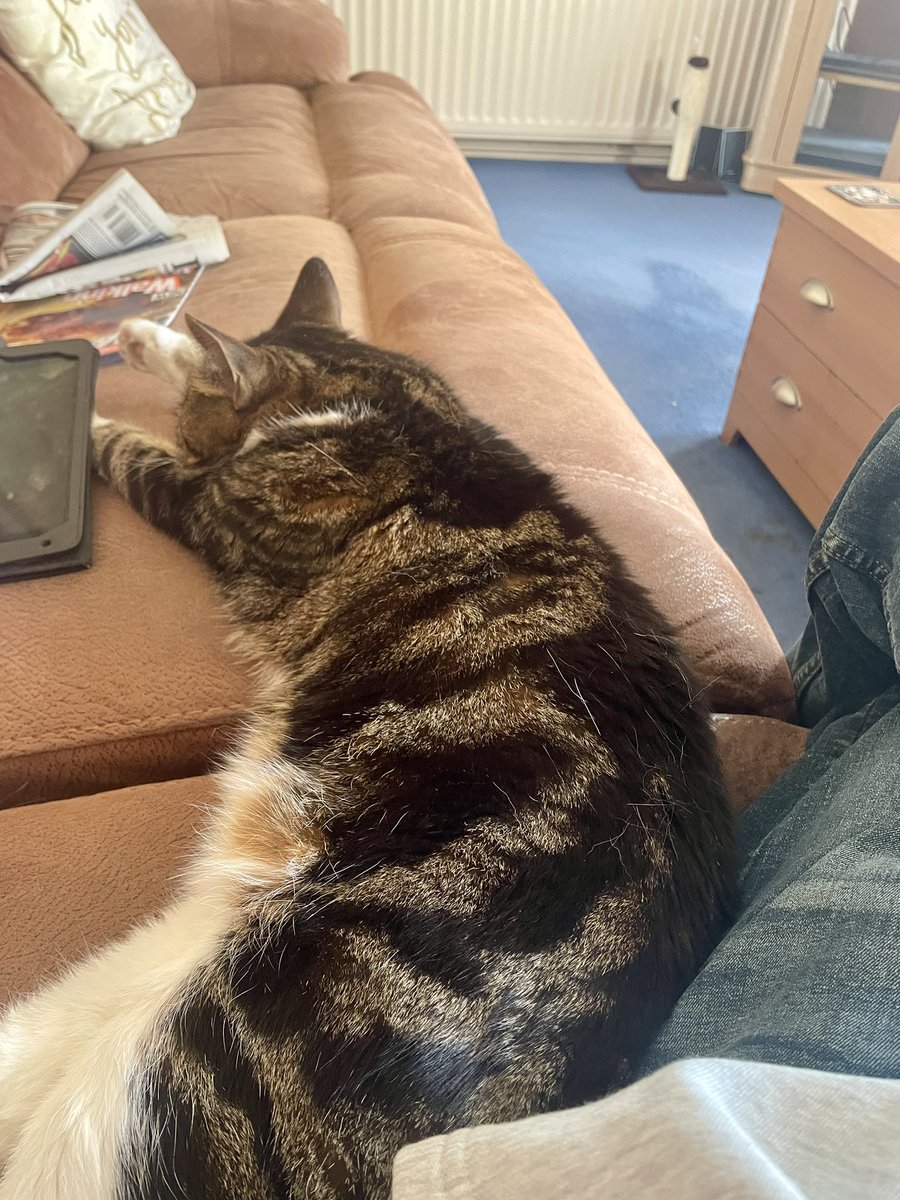 My best bud stretched out 😸