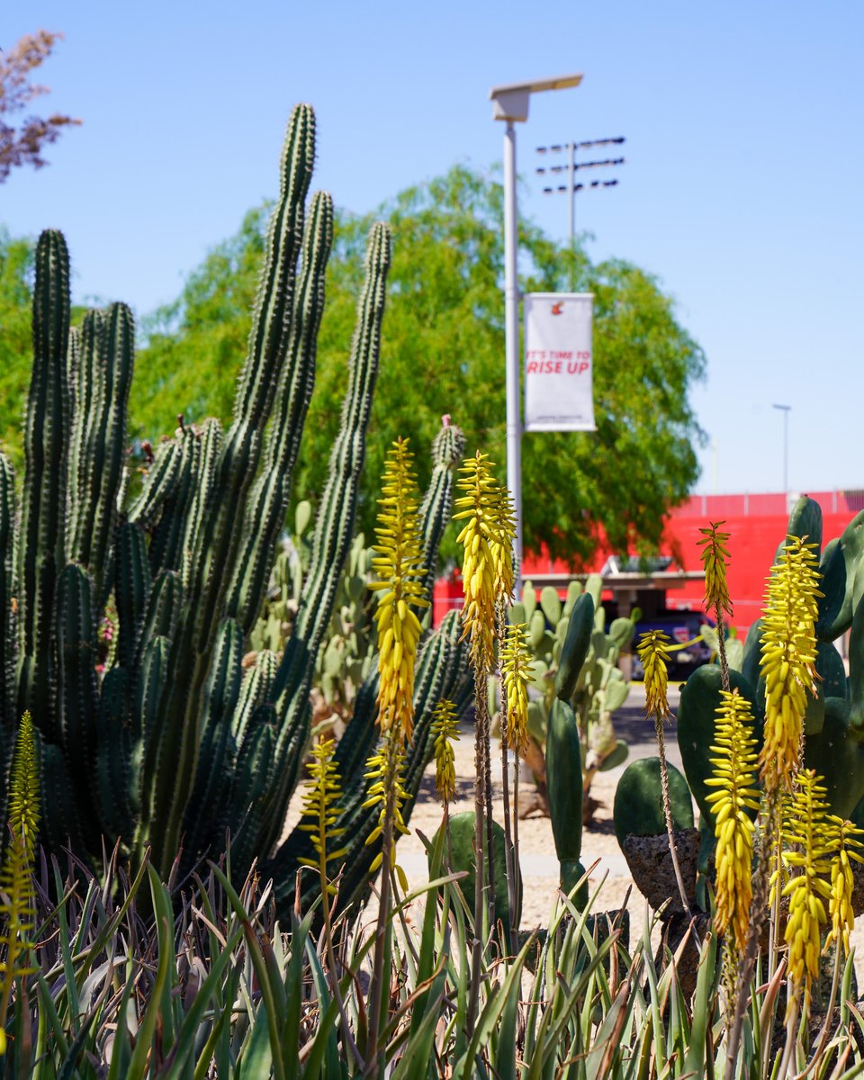 Campus feels quieter without our students here—but we’re so proud of all they’ve accomplished. Enjoy your summer, Firestorm! 🌿☀️
#FirestormFamily
