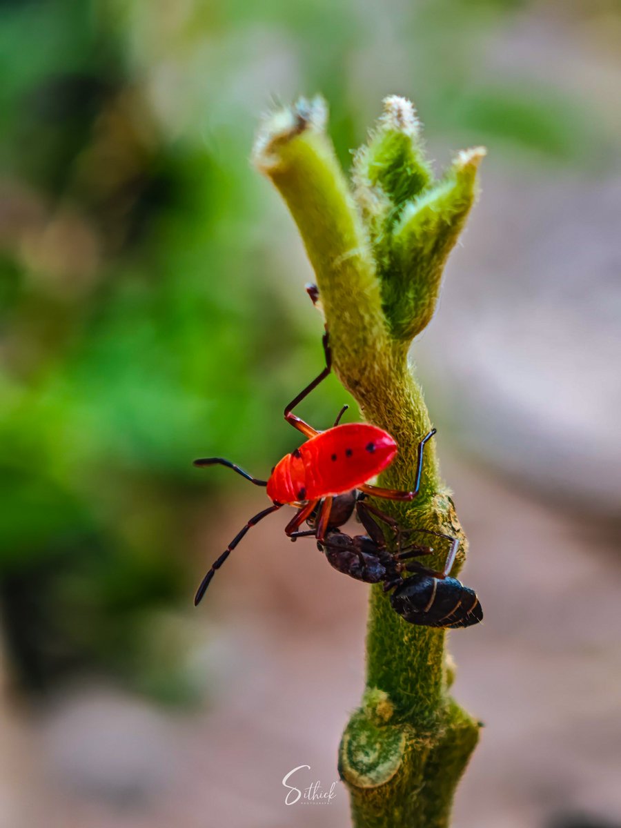S M A Sithick (@smasithick) on Twitter photo Caught in the act! 🐞🐜 A red cotton bug carrying an ant along the stem of a plant - a rare moment of insect strength and instinct, frozen in time.
Shot on the Xiaomi 15 Ultra with <a href="/Snapdragon/">Snapdragon</a> and <a href="/leica_camera/">Leica Camera AG</a> optics.
Macro photography continues to reveal nature’s most Caught in the act! 🐞🐜 A red cotton bug carrying an ant along the stem of a plant - a rare moment of insect strength and instinct, frozen in time.
Shot on the Xiaomi 15 Ultra with <a href="/Snapdragon/">Snapdragon</a> and <a href="/leica_camera/">Leica Camera AG</a> optics.
Macro photography continues to reveal nature’s most