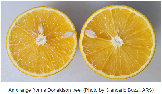 ASHS (@ashs_hort) on Twitter photo ASHS members in the USDA-ARS have made an important discovery in the fight to save the citrus industry from HLB.
ars.usda.gov/news-events/neā¦
Read about the research in #HortScience doi.org/10.21273/HORTSā¦
<a href="/USDA_ARS/">Agricultural Research Service</a> ASHS members in the USDA-ARS have made an important discovery in the fight to save the citrus industry from HLB.
ars.usda.gov/news-events/neā¦
Read about the research in #HortScience doi.org/10.21273/HORTSā¦
<a href="/USDA_ARS/">Agricultural Research Service</a>