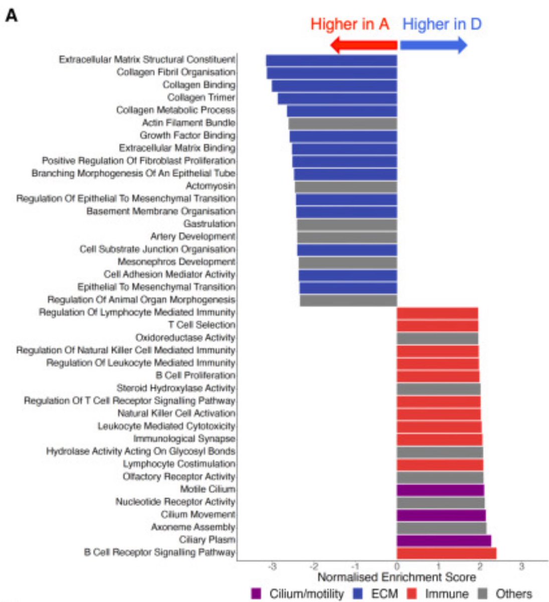 Melvin LK CHUA | FRCR, PhD, FASCO (@drmlchua) on Twitter photo #3/n However Transcriptomes were markedly distinct with ECM genes high in A vs Immune genes activation in D types. This was corroborated by deconvolution analyses and GSVA #3/n However Transcriptomes were markedly distinct with ECM genes high in A vs Immune genes activation in D types. This was corroborated by deconvolution analyses and GSVA