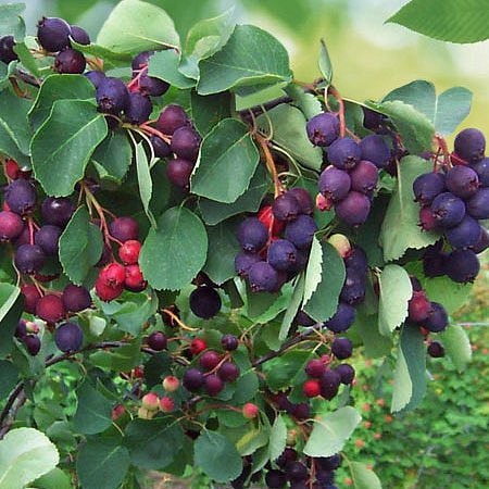 Парда 🦄 tweet media