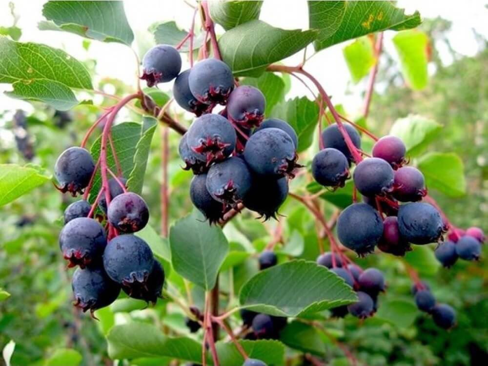 Парда 🦄 tweet media