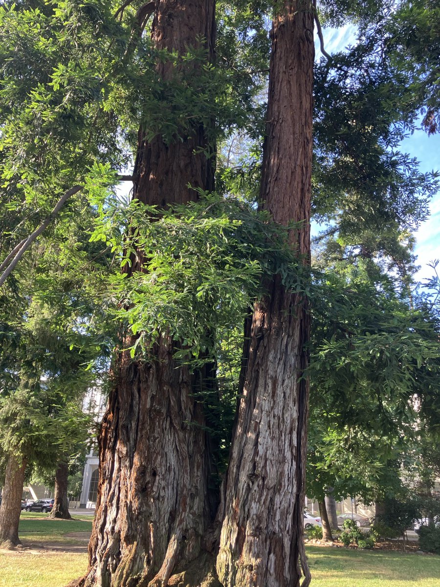 ⁦<a href="/PMovimiento/">Primer Movimiento</a>⁩ les dedicó a Ampersan este gran ahuehuetl scuoya desde tierras Miwok