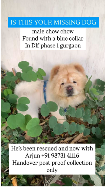 TheViditsharma's tweet image. LOST DOG ALERT – GURGAON 🚨

This Chow Chow appears to be someone’s beloved pet, found roaming alone in Gurgaon.

Please share this post ASAP so we can help reunite him with his family. 🙏

If anyone has any leads, please connect on give number.

#LostDog #Gurgaon #ChowChow