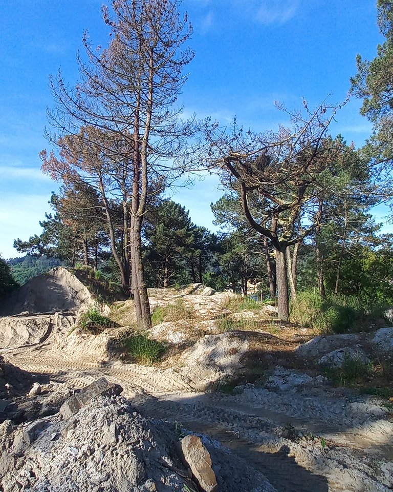 somoscabanas's tweet photo. Onde están as zonas "degradadas"? Ninguén as definiu publicamente.

💬 Restauración sen transparencia, sen planificación e sen participación veciñal.

📷 As fotos non enganan: nove piñeiros mortos, maio de 2025. https://t.co/5GkPiDh97R