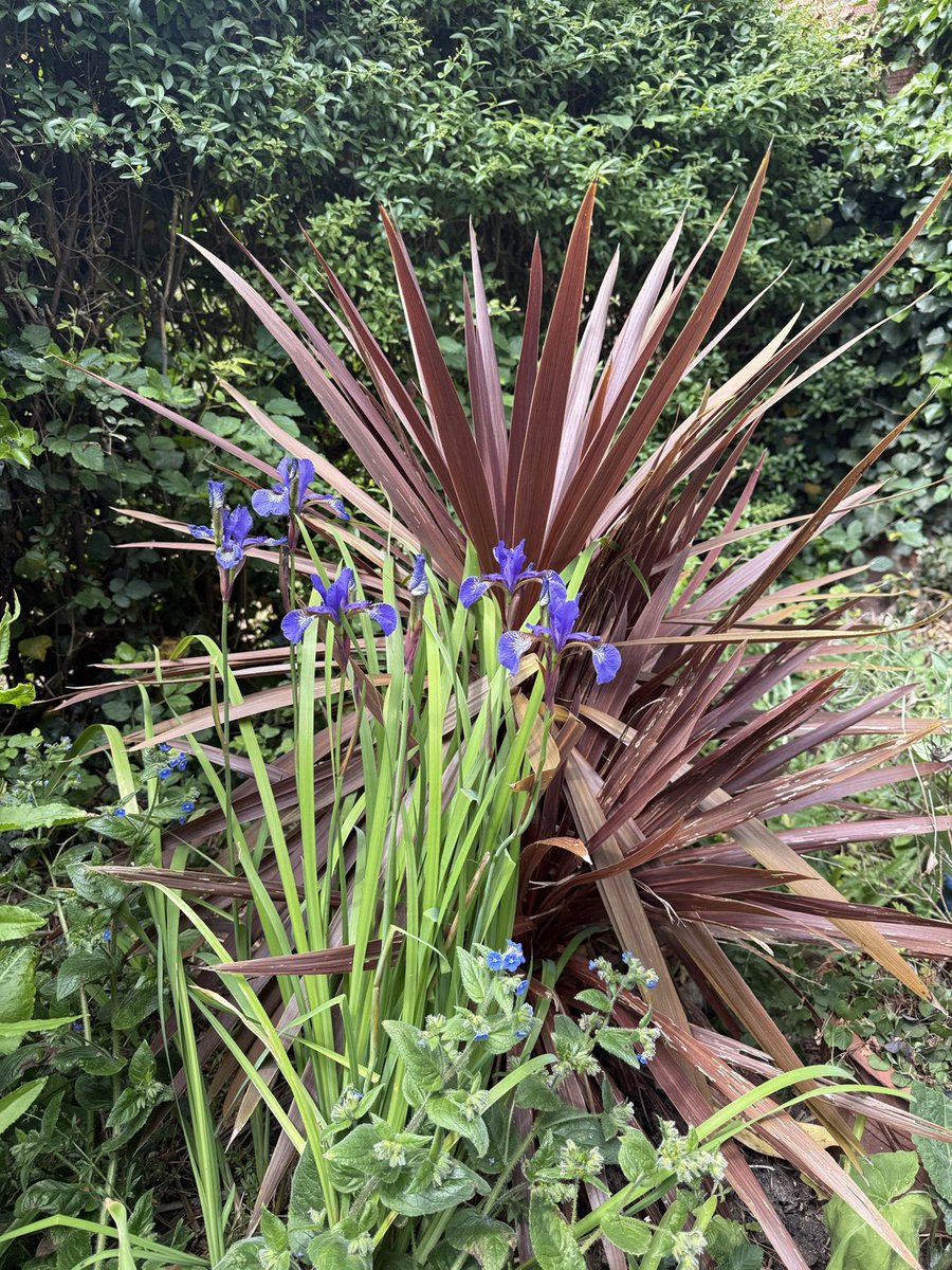 Kittywitches's tweet photo. A nice little contrasting corner of the front garden. I love irises. Hoping for rain tomorrow as the plants are suffering from drought… #LoveNorfolk #Backyardview https://t.co/z7YVpEL5Pl