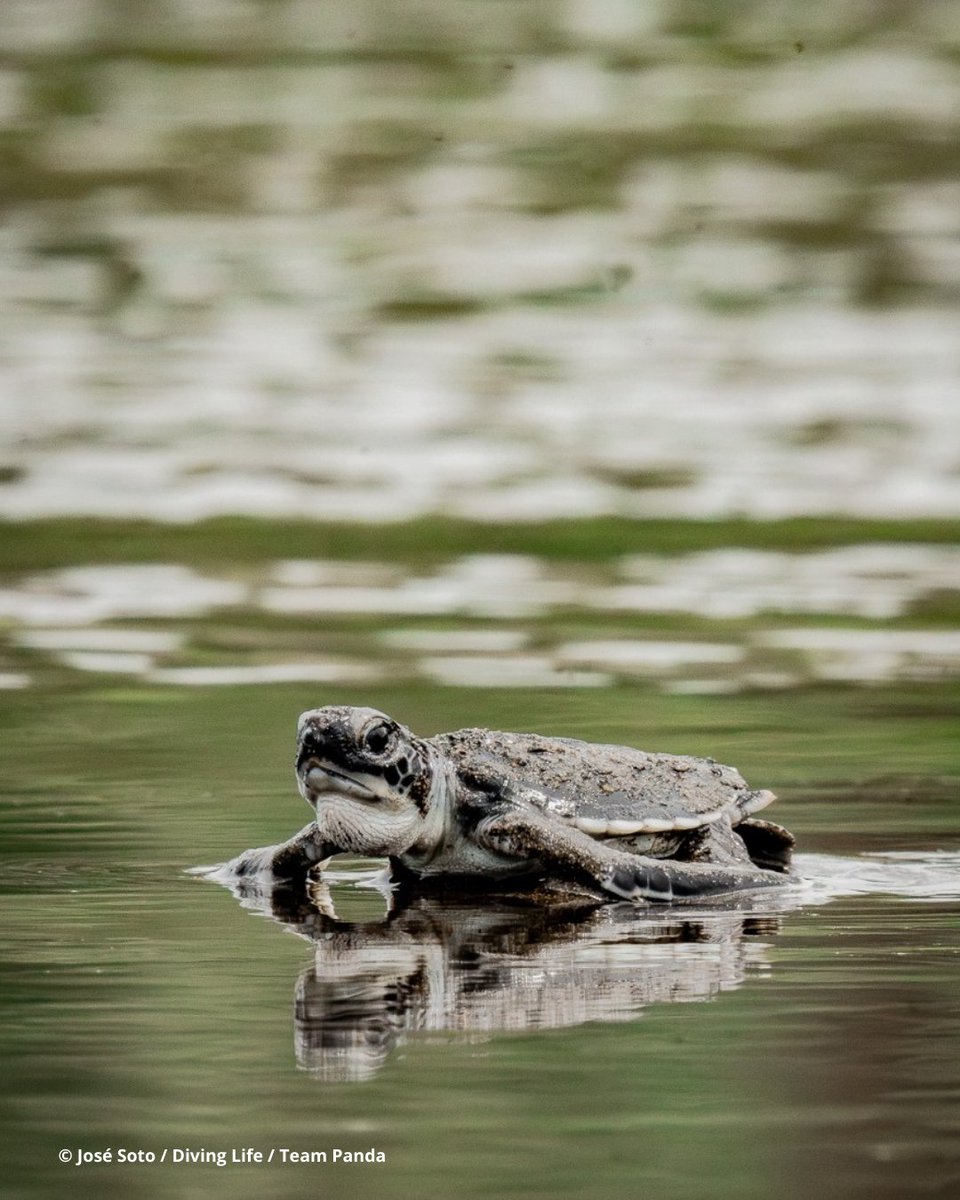 WWFColombia's tweet photo. ¡Feliz #DíaDeLasTortugas! Celebramos a las tortugas marinas que aportan tanto al equilibrio del Océano.

¡Todos podemos cuidar a las tortugas dondequiera que estemos! 💚🐢🌊💚

✅ Empieza por no recibir ni usar bolsas plásticas. Las tortugas confunden las bolsas con alimento. https://t.co/Gz1c7WoKSJ