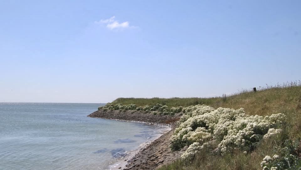 Bloeiende zeekool langs de Waddenzeedijk op Texel.