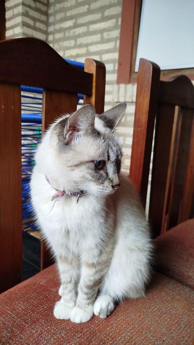 Mauro👨🏻‍🦽 tweet media