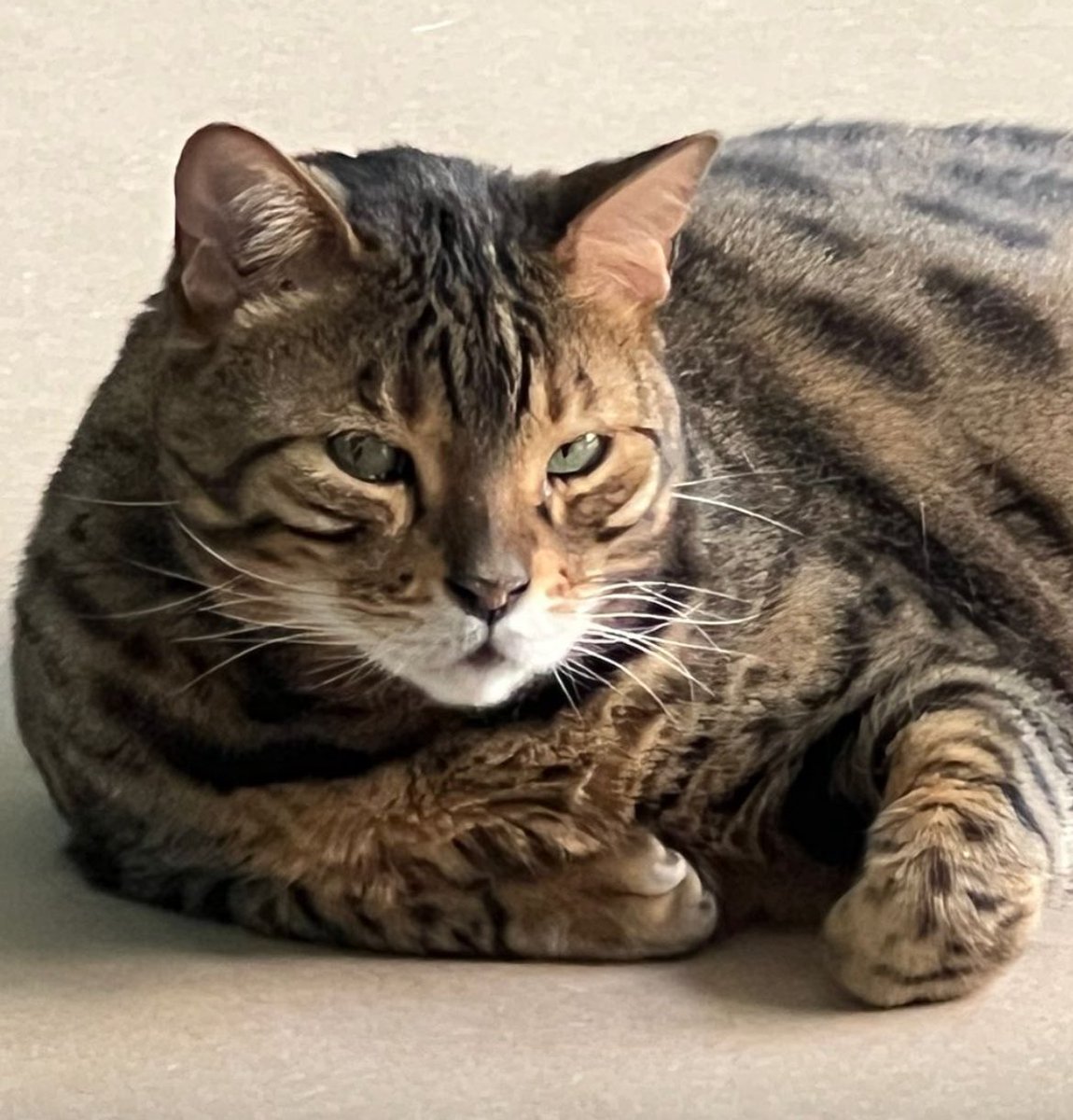 Mamacahouete tweet media