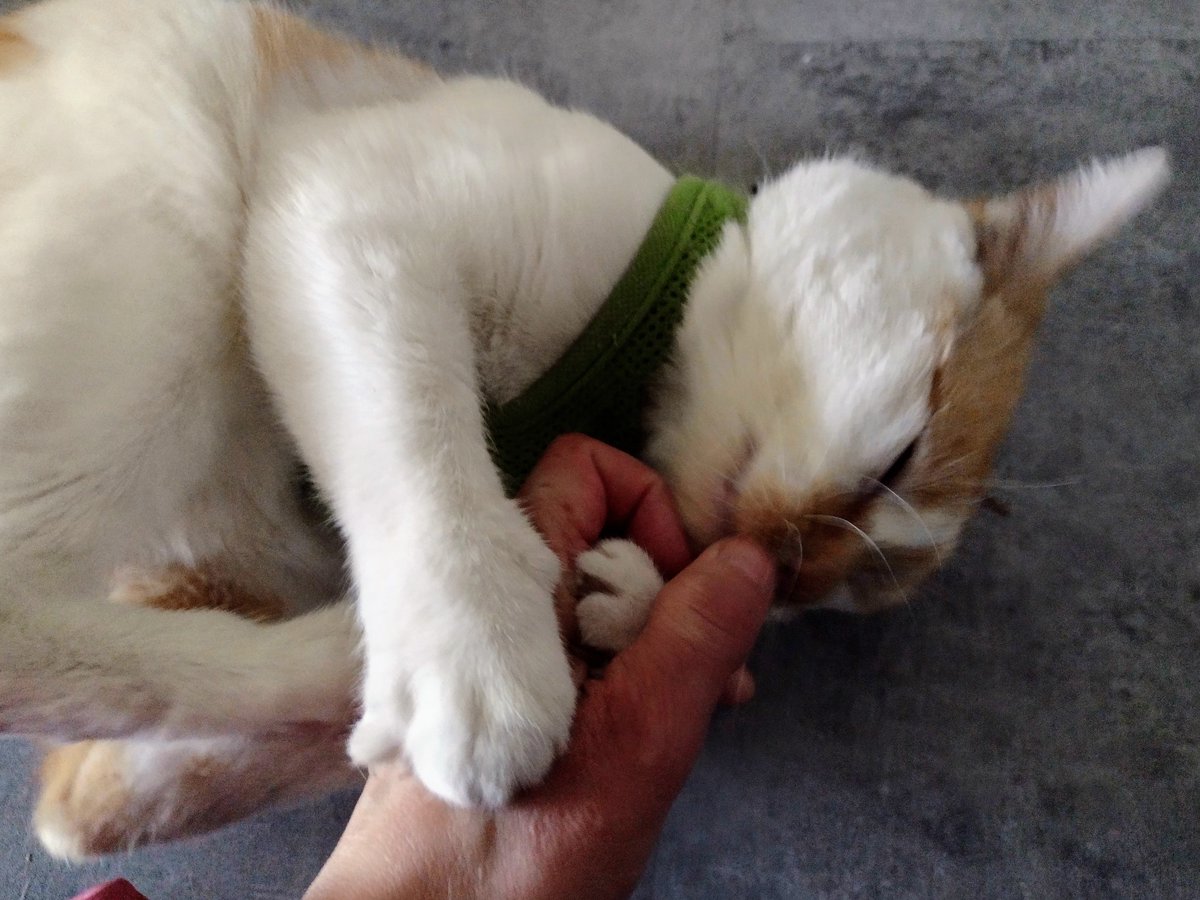 Mama ses I has calmed lots
Dat I not as wild as I used to be
She ses I a weal big boy now
All machur

I ses I still wild
A wild big boy!
I gwab her hand
I starts to wessle
I bunnykik and bite
I rawrrr!!

Mama pulls her hand away
I gwabs it bak
I gibs her bite
I gibs her kissy