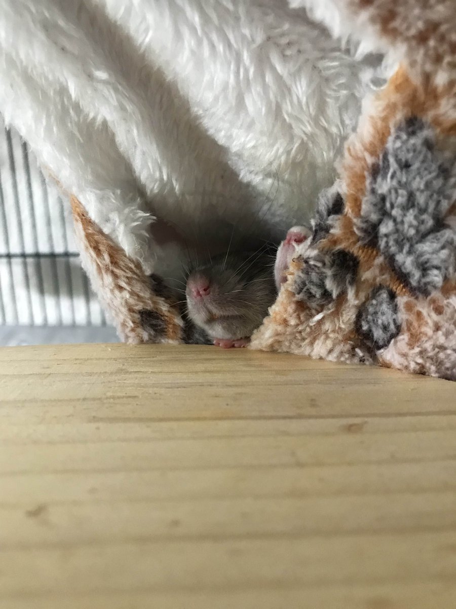 HelenThePotato's tweet photo. She's peepin' on her little hand. https://t.co/rr3EYstVCT