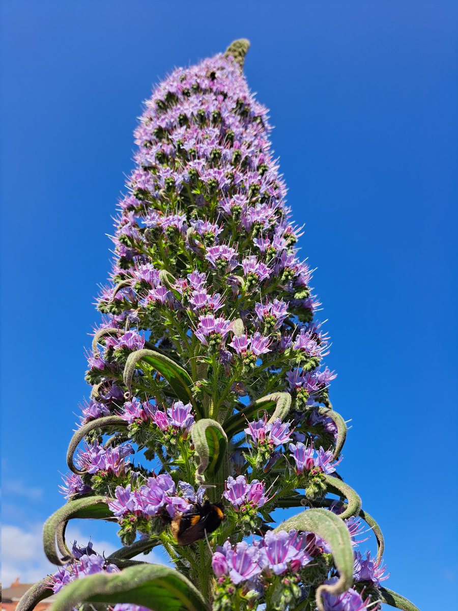 Team Echium tweet media