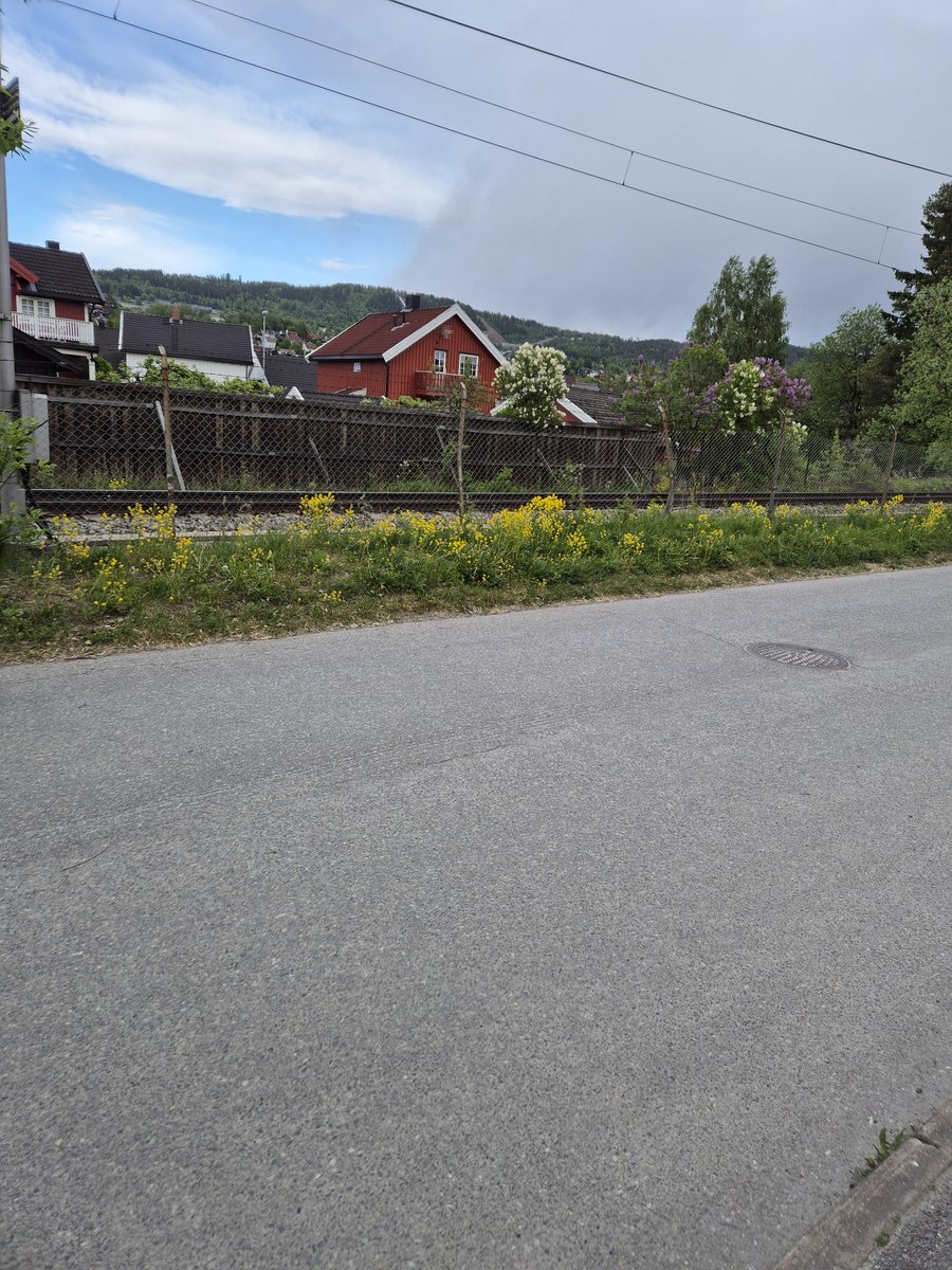 Doramusicana's tweet image. Beautiful flowers along the railway and fun with Mario Party 🌼🌸🚝🎮 #flowers #railway #cloudyday #spring2025 #summer2025 #marioparty #yoshi #fun #photooftheday