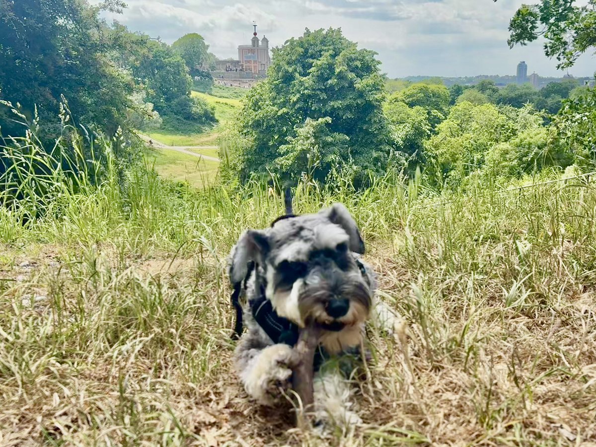 A lovely walk to clear the head through #GreenwichPark with my boy… #ReggieDog #London <a href="/Royal_Greenwich/">Royal Borough of Greenwich</a>