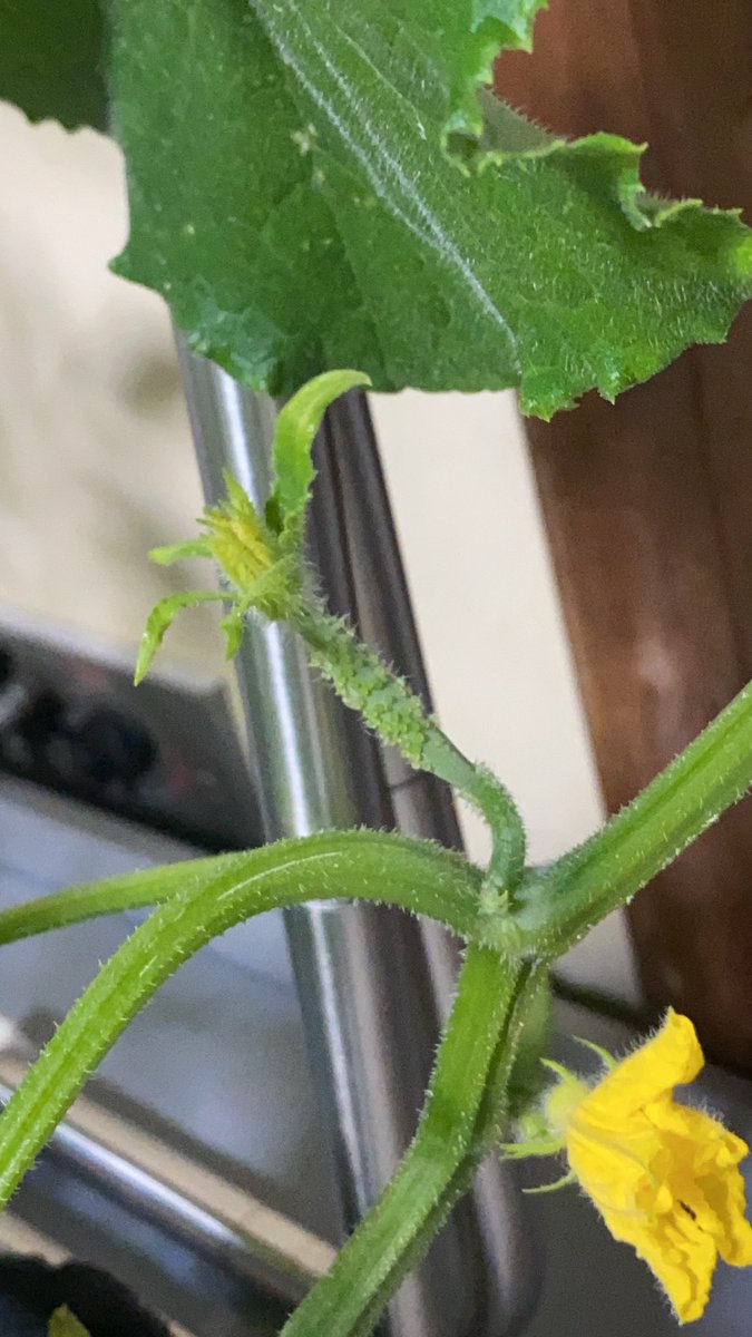 ミニトマトって書いてたやつ買ったつもりが隣のプランターから伸びてた大玉トマト買っちゃった。
初めての家庭菜園なのにちゃんと育てられるのか笑

後きゅうりも大好きだから購入！
早く収穫したいなぁ

#家庭菜園 #トマト #きゅうり