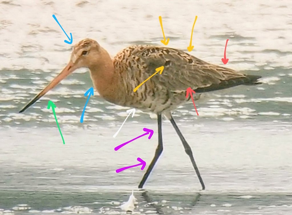 I can't help myself with limosa! Here's a few notes on the Cley bird of a couple of days ago, hopefully it's of interest. 
*Diagnostic features*
Red arrows: plain brown tertials &amp; coverts (occasionally L3 will show a summer tertail or greater covert, pattern subdued). 
1/5