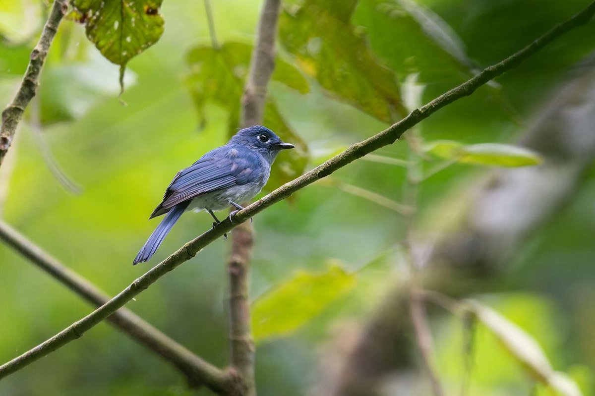 3 Critically endangered birds from Sangihe Island.

- Sangihe Golden Bulbul
- Sangihe Whistler
- Cerulean Paradise Flycatcher