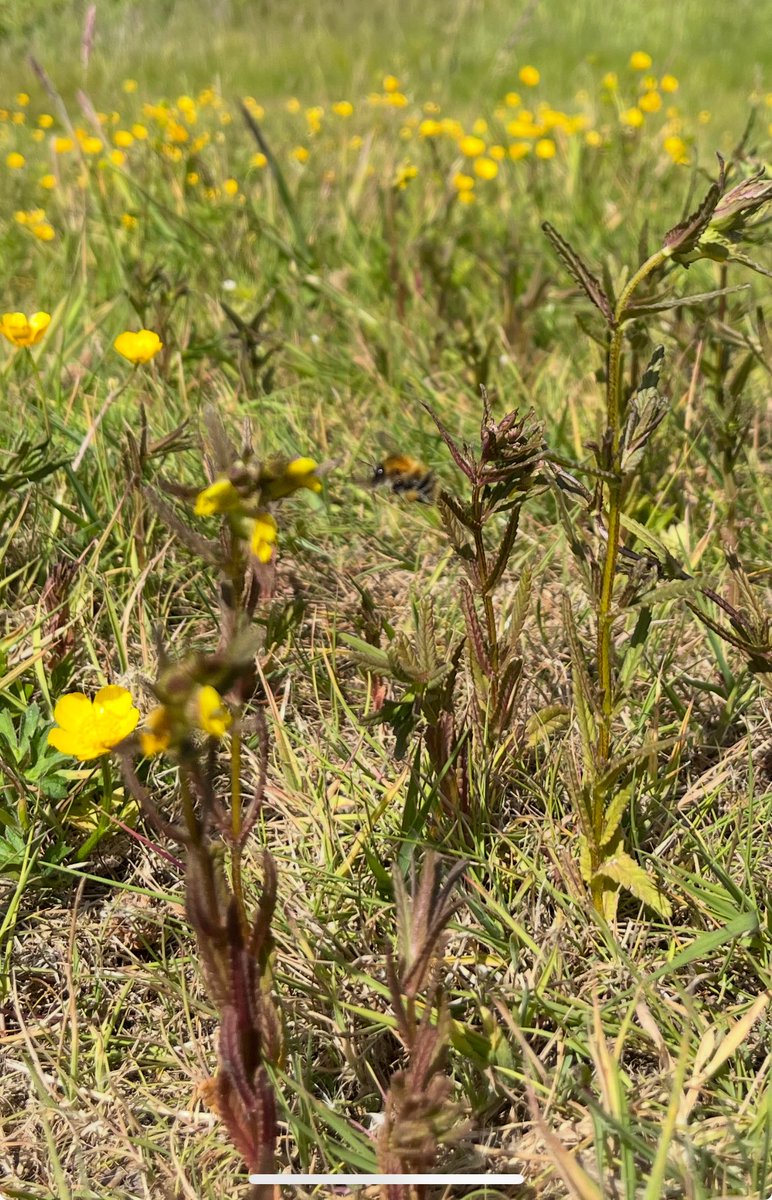 Joshua Styles (@joshual951) on Twitter photo One year on and yellow rattle now grows across all 2 hectares of these <a href="/lpoolcouncil/">Liverpool City Council</a> meadows!!
This important ecosystem engineer temporarily parasitises grasses, leaving more room for wildflowers to grow. Can’t wait to see these grasslands transform over the next few years 😍🌱 One year on and yellow rattle now grows across all 2 hectares of these <a href="/lpoolcouncil/">Liverpool City Council</a> meadows!!
This important ecosystem engineer temporarily parasitises grasses, leaving more room for wildflowers to grow. Can’t wait to see these grasslands transform over the next few years 😍🌱
