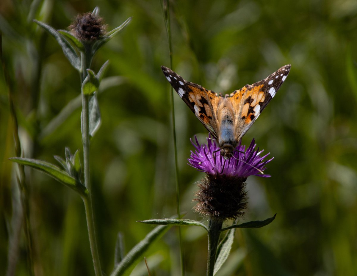 Do you enjoy supporting local nature? Our wildflower week this May half term will give a great insight into how biodiversity is blooming in the county and how our meadows play a big part in this. Check out the list of events below.

eventbrite.com/cc/wythnos-blo…