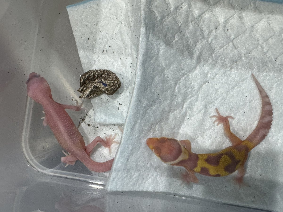 今期ハッチ個体
タンジェリンレイン、レイニングレッドストライプ、オーロラ、w＆yスノートレンパー🦎
これから続々とハッチしてくることでしょー😊
テグーは今年は諦めモードになりつつありやる気が起きない😩