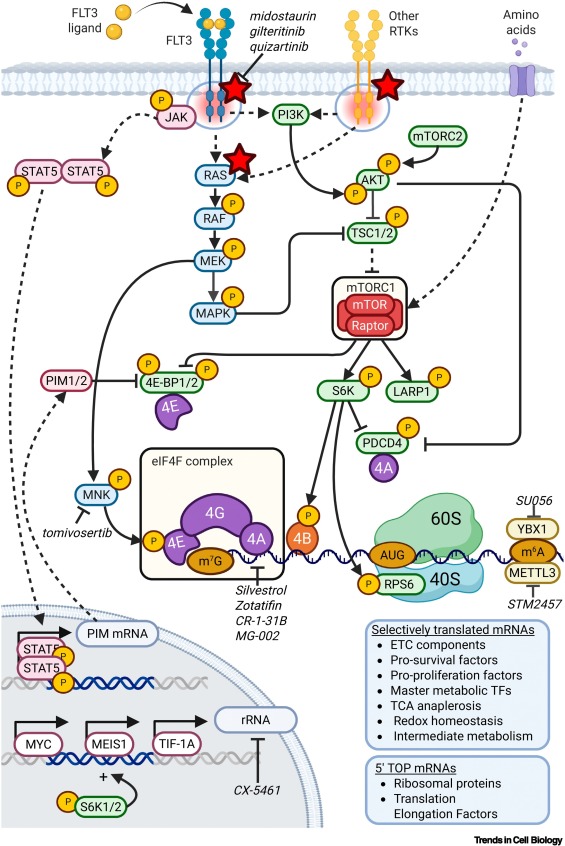 TrendsCellBio's tweet image. Translational control of leukemic metabolism and disease progression dlvr.it/TKxpWj