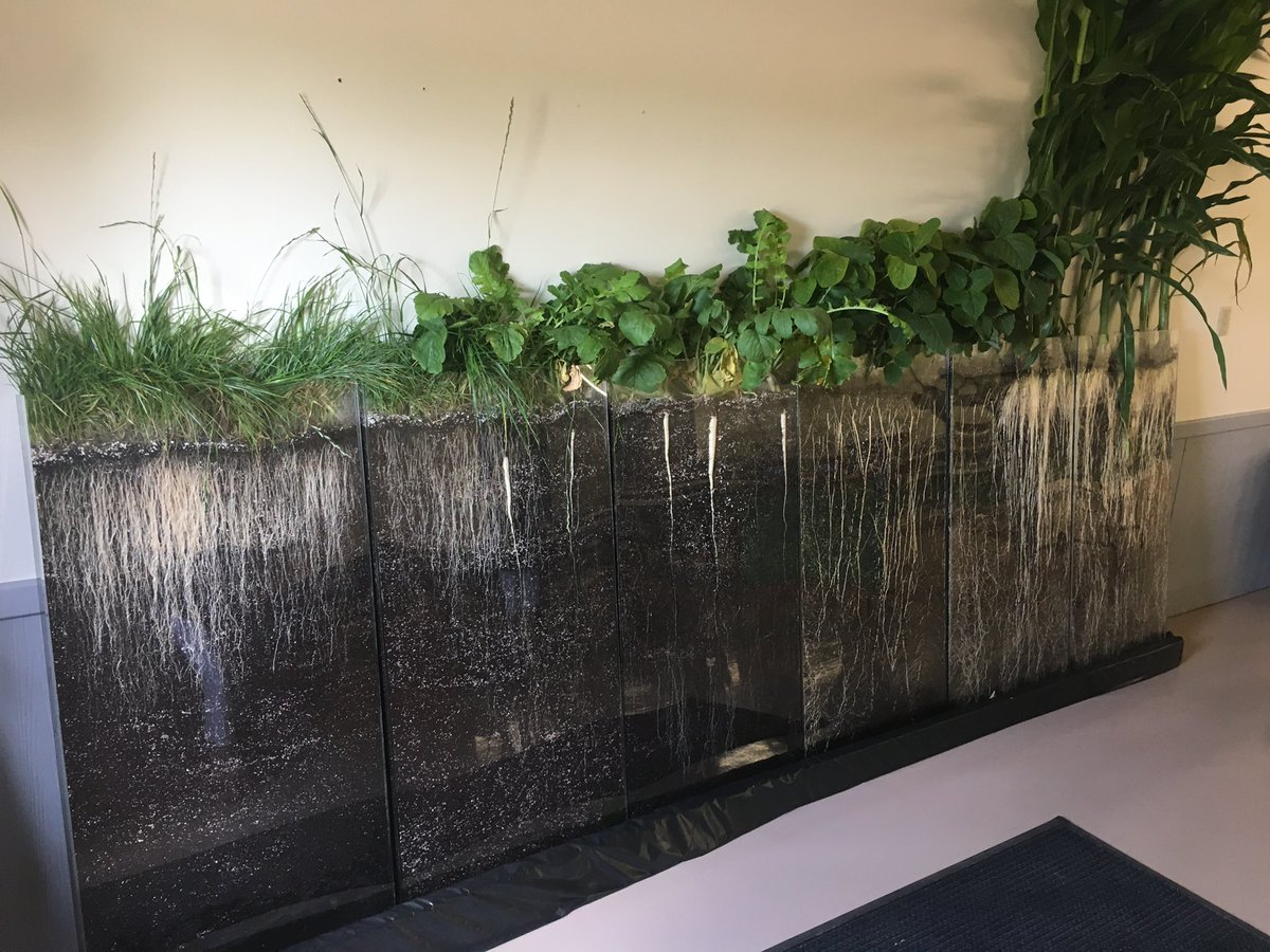 That time we built a living wall at the Learning Center: