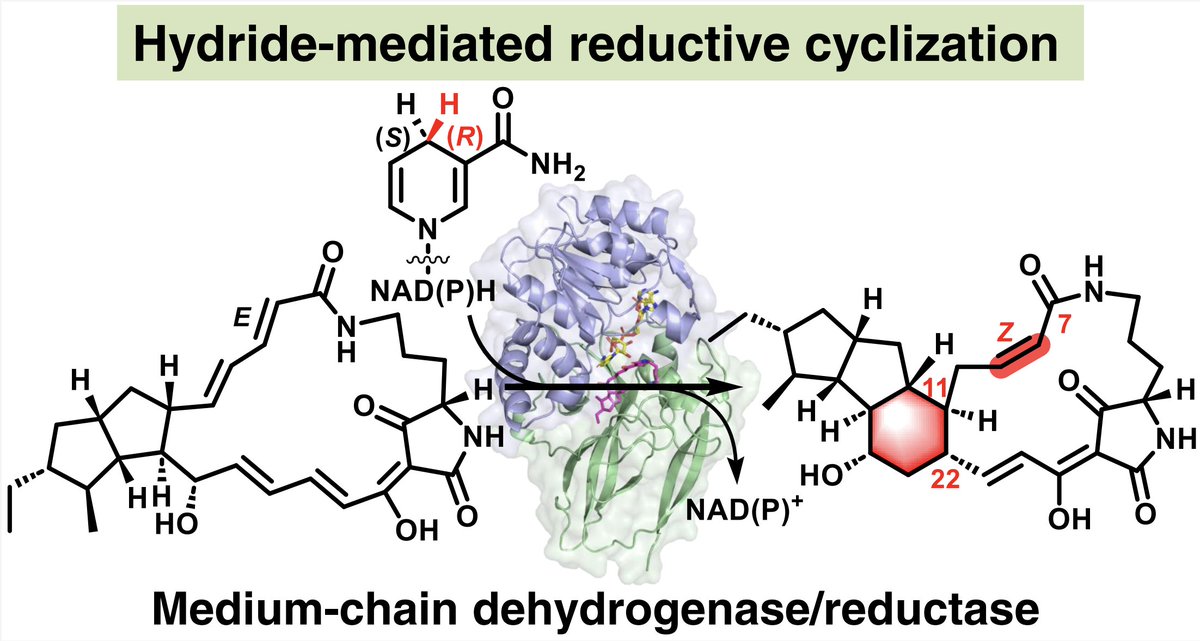 EnzymeChemistry's tweet image. Structural Basis for Dehydrogenase/Reductase-Catalyzed Reductive Cyclization in Polycyclic Tetramate Macrolactam #Biosynthesis by Xiangqian Xie,Fan Li, Yanxin Mu, Mengyao Lu, Jie Luo, Haoxin Wang, Yuemao Shen, Liangcheng Du, Deyu Zhu, Yaoyao Li in @J_A_C_S pubs.acs.org/doi/10.1021/ja…