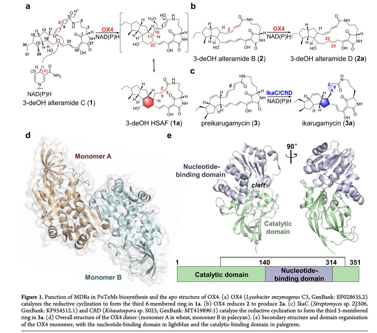 EnzymeChemistry's tweet image. Structural Basis for Dehydrogenase/Reductase-Catalyzed Reductive Cyclization in Polycyclic Tetramate Macrolactam #Biosynthesis by Xiangqian Xie,Fan Li, Yanxin Mu, Mengyao Lu, Jie Luo, Haoxin Wang, Yuemao Shen, Liangcheng Du, Deyu Zhu, Yaoyao Li in @J_A_C_S pubs.acs.org/doi/10.1021/ja…