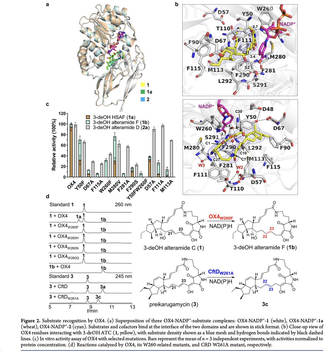 EnzymeChemistry's tweet image. Structural Basis for Dehydrogenase/Reductase-Catalyzed Reductive Cyclization in Polycyclic Tetramate Macrolactam #Biosynthesis by Xiangqian Xie,Fan Li, Yanxin Mu, Mengyao Lu, Jie Luo, Haoxin Wang, Yuemao Shen, Liangcheng Du, Deyu Zhu, Yaoyao Li in @J_A_C_S pubs.acs.org/doi/10.1021/ja…