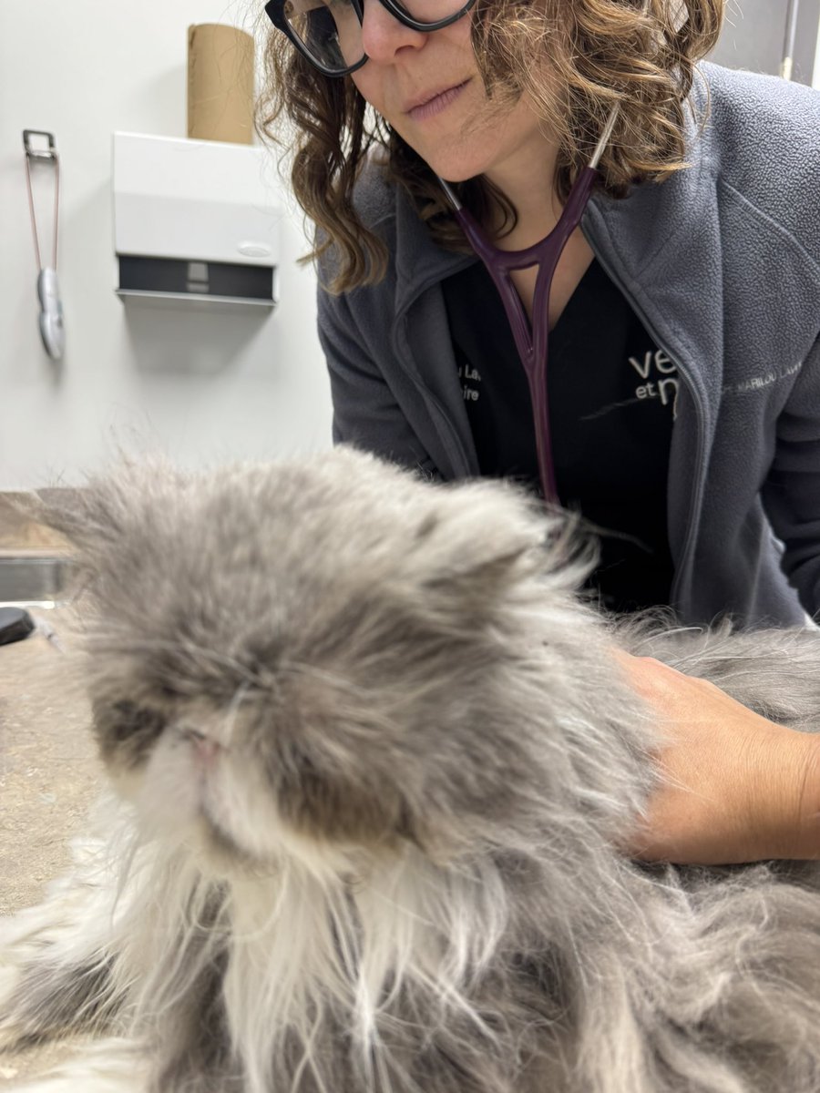 Amikos, vine a mi visita anual al vet por mi vacuna. Me disio qe toy perfecto, mui saludable.