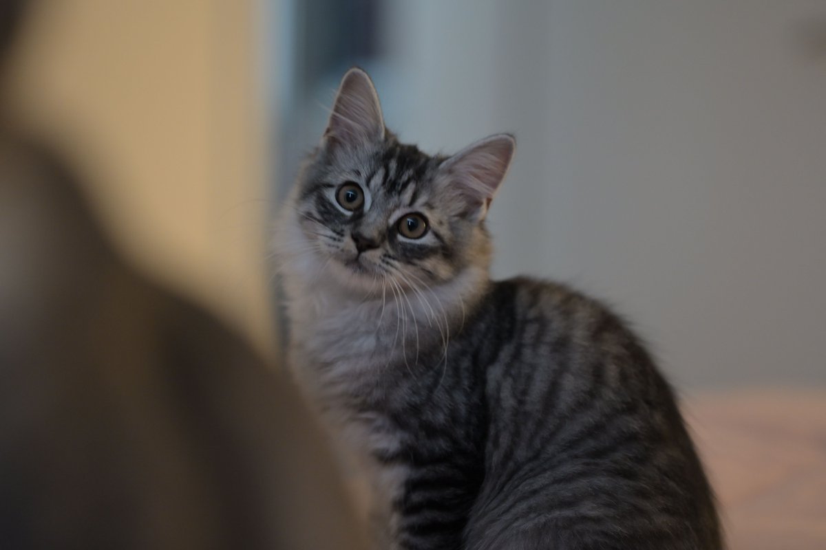 Tsinghua_Uni's tweet photo. Paw-sitively productive! 🐾 Over the past year, the Student Association for Small Animal Protection helped 67 furry friends find new homes – averaging just 5 days in foster care! #BetterTogether, peaceful stray care fosters harmony in the #THUinCommunity. https://t.co/2Soep2vTk7