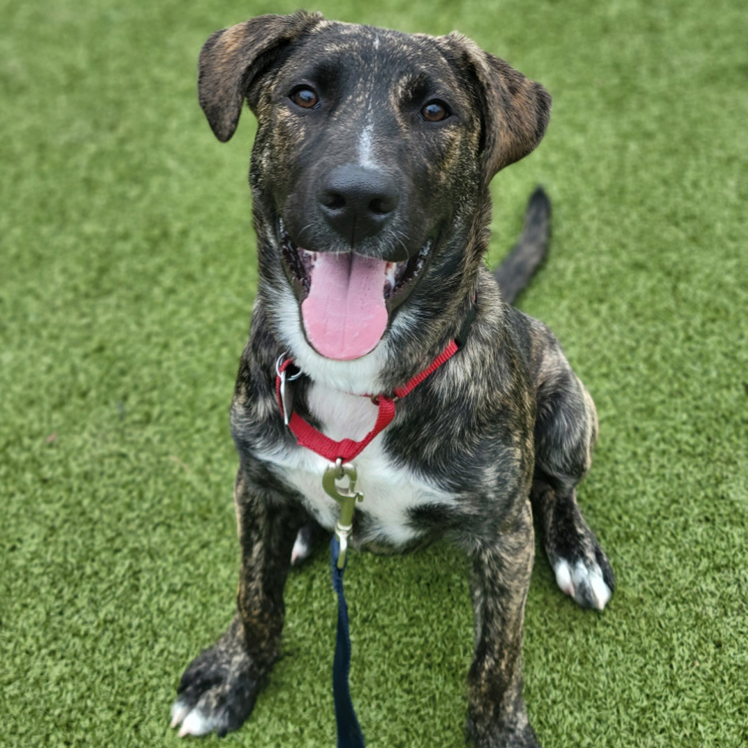 AnimalLeague's tweet photo. Smiling Jack has been waiting too long for his happy ending. Jack (#G23298) is a Hound mix rescued from Georgia who never stops smiling. Heโd love to be your one-and-only, in a home where his big heart has all the room it needs to grow. ๐พ #GetYourRescueOn #AdoptJack https://t.co/tmUeGTxQtO