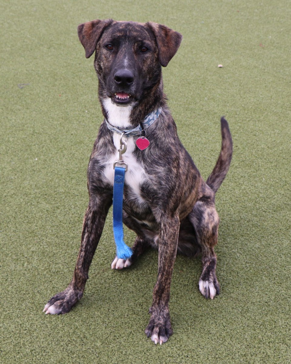 AnimalLeague's tweet photo. Smiling Jack has been waiting too long for his happy ending. Jack (#G23298) is a Hound mix rescued from Georgia who never stops smiling. Heโd love to be your one-and-only, in a home where his big heart has all the room it needs to grow. ๐พ #GetYourRescueOn #AdoptJack https://t.co/tmUeGTxQtO