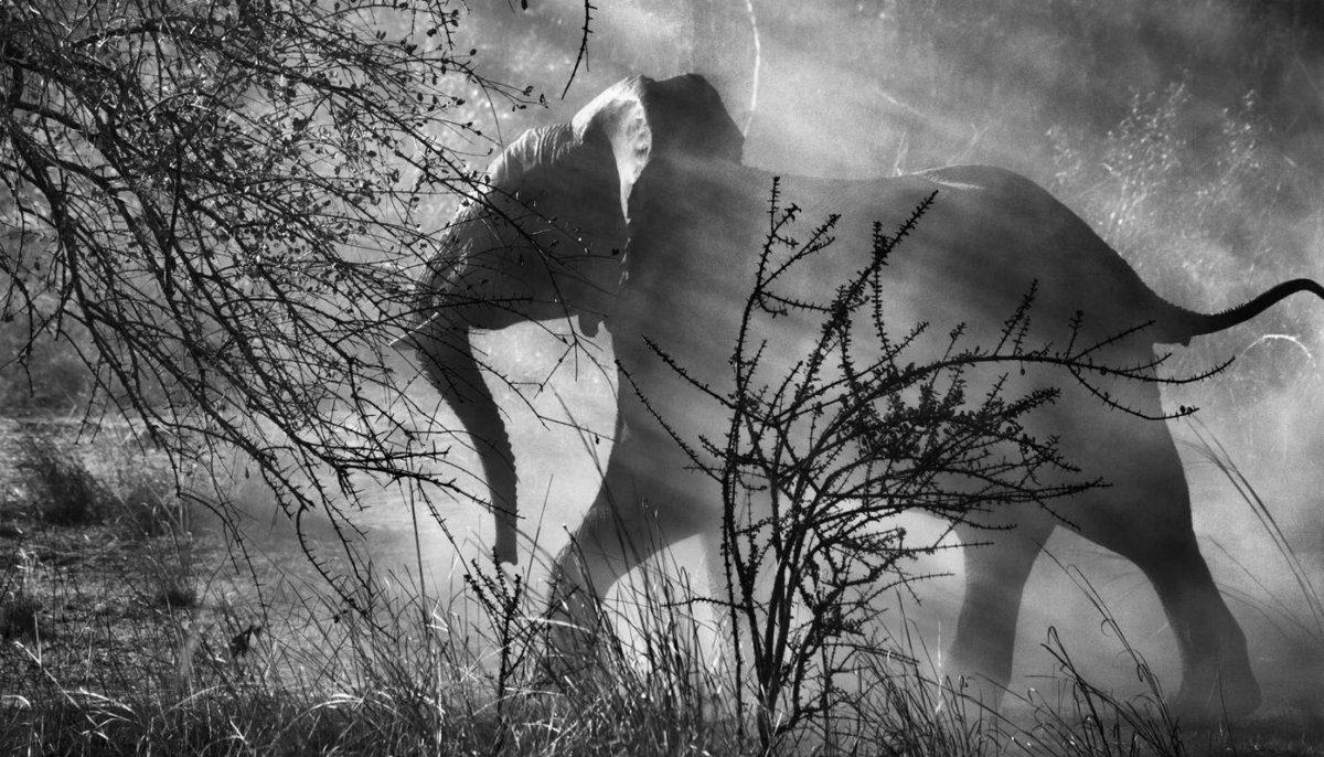LaRagnaC's tweet photo. Oggi è morto un vero Gigante: Sebastião #Salgado (1944-2025)
La #fotografia perde una delle sue colonne portanti. https://t.co/OUmM39a5Sj