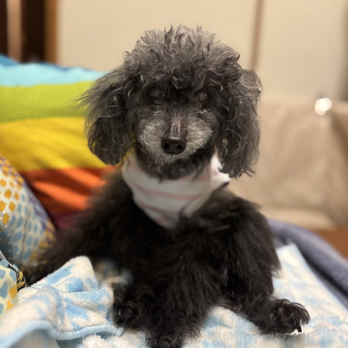 20日に、無事に18才11ヶ月になりました。
気温の変化に振り回されがちですが、目の前の19才に向けて、のんびり穏やかに過ごせたら良いなと思います。
#秘密結社老犬倶楽部