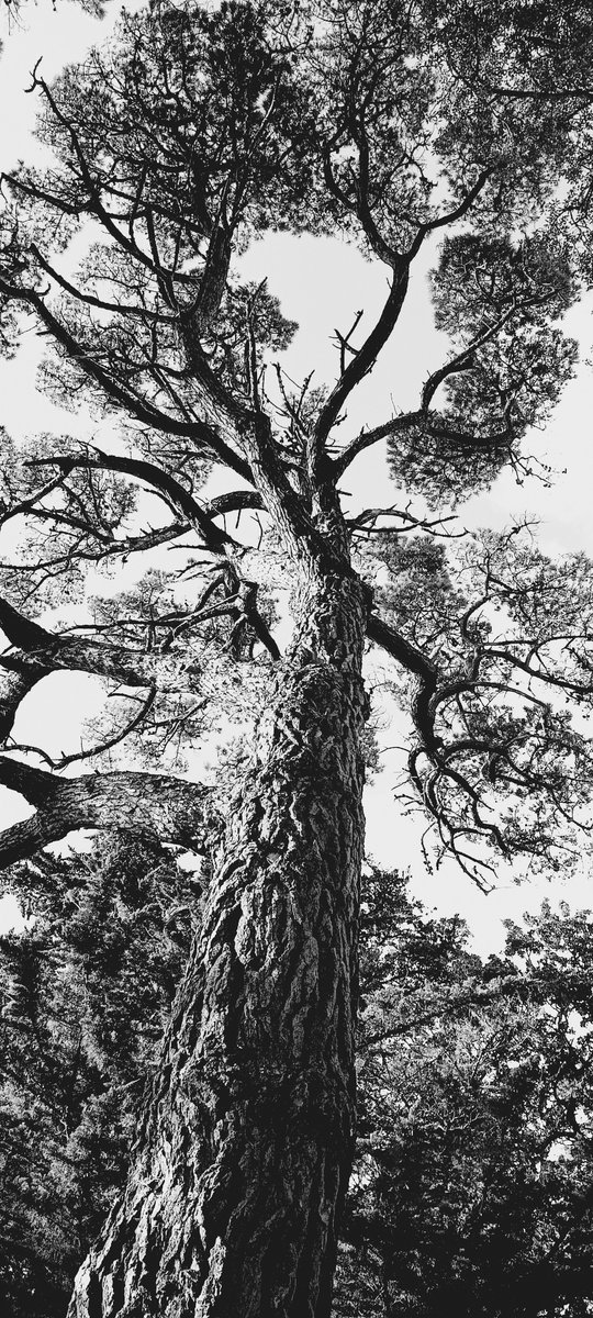 Isle of Wight National Landscape tweet media