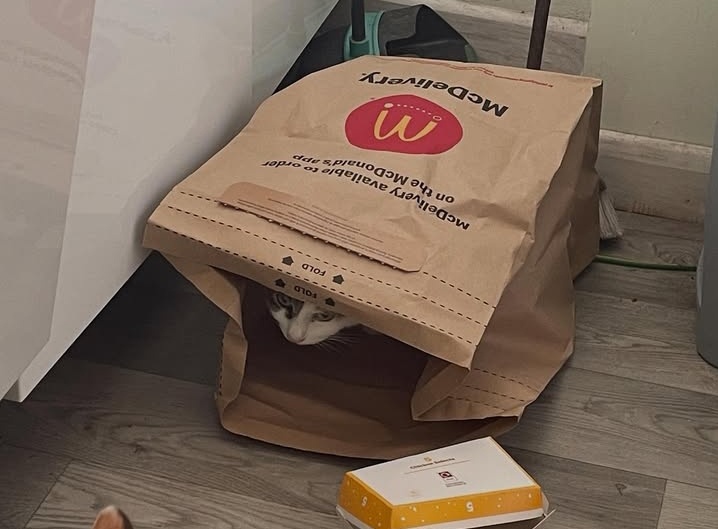 My dumb cat ate my mcdonalds!!!! 😡 😡 😡  This cat is getting #Castrated