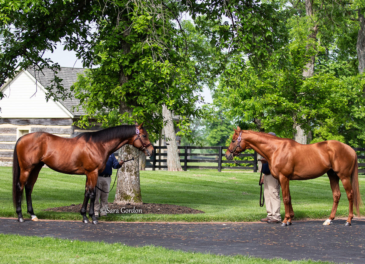 TDN (@thetdn) on Twitter photo A full circle moment at <a href="/Three_Chimneys/">Three Chimneys Farm</a> as Grade I winner GUN PILOT, a homebred for the farm, stands with his breed-shaping sire, GUN RUNNER ✨
When Gonçalo Borges Torrealba purchased Three Chimneys Farm in 2013, the goal for him and his family was to breed Grade I-winning A full circle moment at <a href="/Three_Chimneys/">Three Chimneys Farm</a> as Grade I winner GUN PILOT, a homebred for the farm, stands with his breed-shaping sire, GUN RUNNER ✨
When Gonçalo Borges Torrealba purchased Three Chimneys Farm in 2013, the goal for him and his family was to breed Grade I-winning