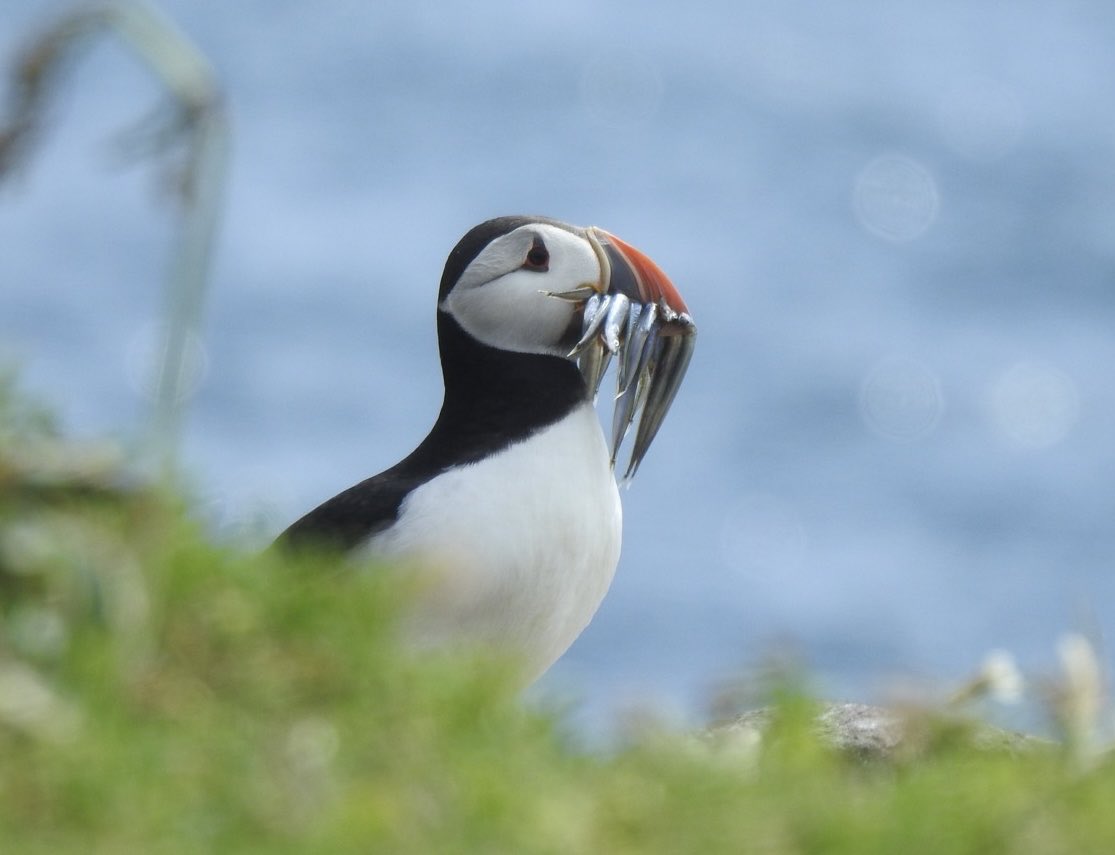Ohhh exciting news…we’ve got Puffin chicks on the Isle of May as the blog explains: isleofmaynnr.wordpress.com