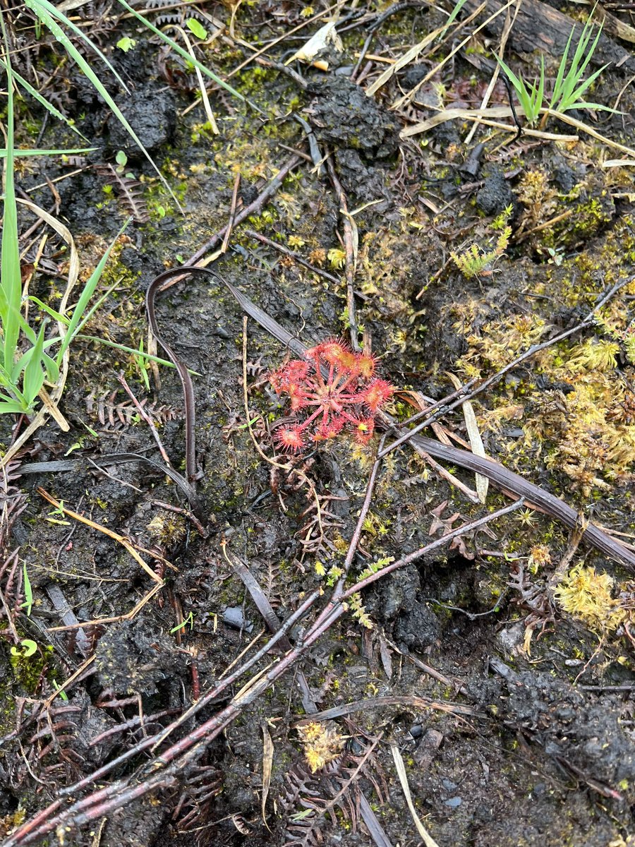 Laura Baugh (@laurabaugh94) on Twitter photo GHG sampling earlier this week at Westhay Moore, Somerset at some of the newer restoration areas. We even found some Sundew on site <a href="/livunigeog/">livunigeog</a> GHG sampling earlier this week at Westhay Moore, Somerset at some of the newer restoration areas. We even found some Sundew on site <a href="/livunigeog/">livunigeog</a>