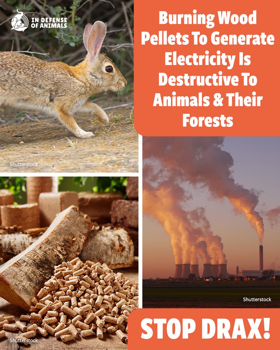 IDAUSA's tweet photo. 🔥 Burning forests is not green energy.
Drax is fueling animal habitat loss by turning whole trees into smoke.
🛑 Stop Drax.
Take action: https://t.co/t6MXjEgRFg
Pls RT and support our work: https://t.co/ZeMWVjE5IB
#StopDrax #BiomassKills #IDAUSA https://t.co/O5rFwCgYoX
