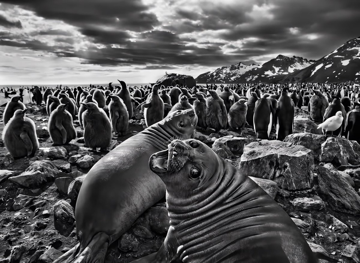 Brezilyalı aktivist fotoğrafçı Sebastião Salgado enfes fotolarını çektiği bu dünyaya veda etmiş.
Şahit olduğu barbarlıklar yüzünden insana inancını yitirip fotoğrafa küsmüş, katledilen Yağmur Ormanları yerine diktiği ağaçlar büyünce umuda sarılıp ünlü “Genesis” serisini yapmıştı.
