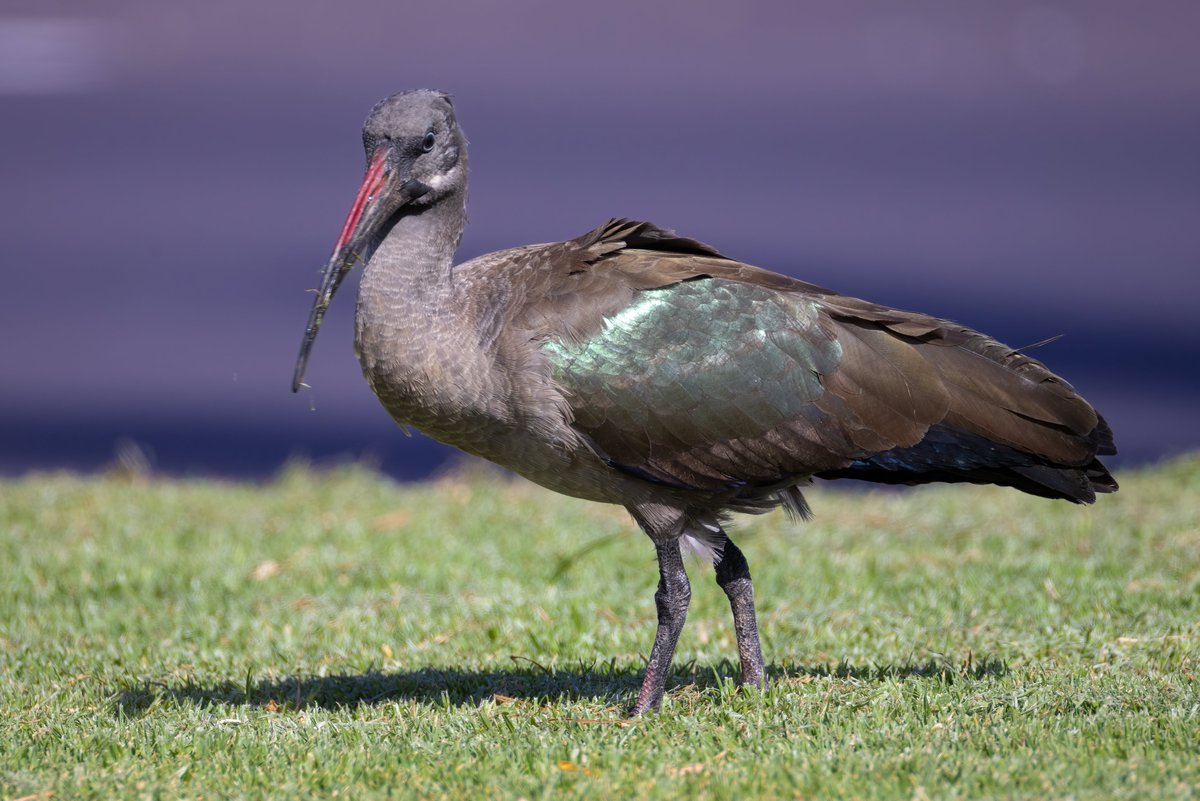 Ibis Adada
Fuerteventura
instagram.com/delfingonfer/
Aunque se trata de un escapa o suelta intencionada no deja de ser un pájaro interesante para ver como se alimenta en zonas muy humanizada. Está presente en toda el África subsahariana.